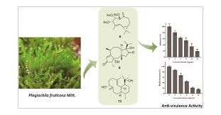 Attēlu rezultāti vaicājumam “Plagiochila porelloides sporophyte”