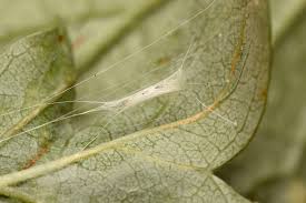 Attēlu rezultāti vaicājumam “Lyonetia clerkella”