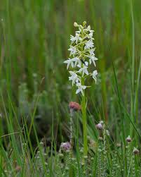 Attēlu rezultāti vaicājumam “Platanthera bifolia flower”