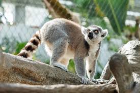 lemur ile ilgili görsel sonucu