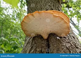 Attēlu rezultāti vaicājumam “Polyporus squamosus”