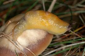 Attēlu rezultāti vaicājumam “Malacolimax tenellus”