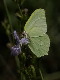 Attēlu rezultāti vaicājumam “Gonepteryx rhamni male”