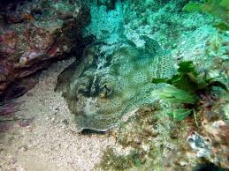 Image result for Raja montagui