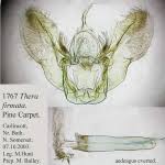 Attēlu rezultāti vaicājumam “Pennithera firmata”