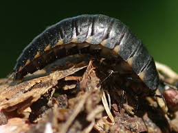 Attēlu rezultāti vaicājumam “Silpha obscura larva”