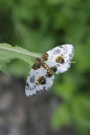 Attēlu rezultāti vaicājumam “Abraxas sylvata”