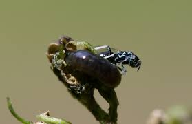 Attēlu rezultāti vaicājumam “Symmorphus sp.”