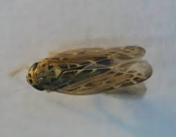 Attēlu rezultāti vaicājumam “Lamprotettix nitidulus”