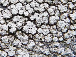 Attēlu rezultāti vaicājumam “Pertusaria albescens”