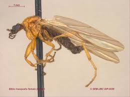 Attēlu rezultāti vaicājumam “Bibionidae female”