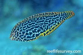 Attēlu rezultāti vaicājumam “Lophozia laxa macro”