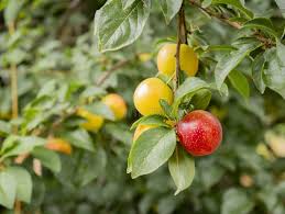 Attēlu rezultāti vaicājumam “Prunus domestica subsp. domestica leaf”
