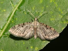 Attēlu rezultāti vaicājumam “Eupithecia lanceata”