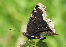 Attēlu rezultāti vaicājumam “Nymphalis antiopa”