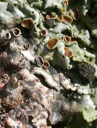 Attēlu rezultāti vaicājumam “Lobaria amplissima”