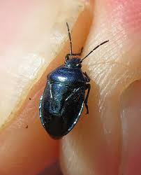 Attēlu rezultāti vaicājumam “Zicrona caerulea nymph”