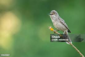 Attēlu rezultāti vaicājumam “Sylvia nisoria”