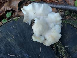 Attēlu rezultāti vaicājumam “Postia stiptica”