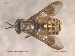 Attēlu rezultāti vaicājumam “Chrysops”