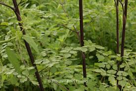 Attēlu rezultāti vaicājumam “Thalictrum aquilegifolium fruit”