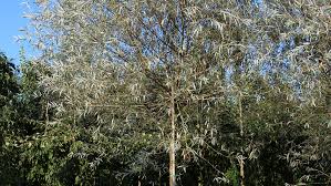 Attēlu rezultāti vaicājumam “Salix alba var. sericea”