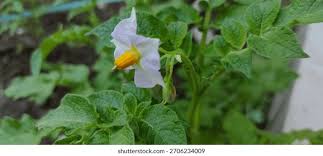 Attēlu rezultāti vaicājumam “Solanum tuberosum flower”