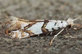 Attēlu rezultāti vaicājumam “Phyllonorycter platanoidella”