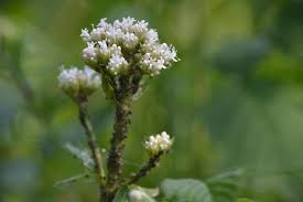 Attēlu rezultāti vaicājumam “Galium odoratum bud”