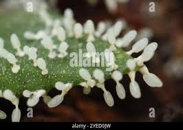 Attēlu rezultāti vaicājumam “Diachea leucopodia”