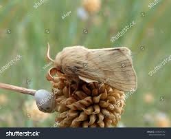 Attēlu rezultāti vaicājumam “Malacosoma castrensis male”