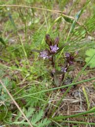Attēlu rezultāti vaicājumam “Gentianella amarella”