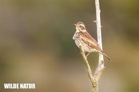 Image result for Turdus eunomus