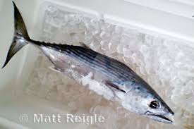 Image result for Sarda sarda