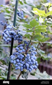 Attēlu rezultāti vaicājumam “Mahonia aquifolium fruit”