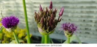 Attēlu rezultāti vaicājumam “Allium scorodoprasum bud”