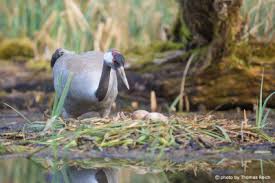 Attēlu rezultāti vaicājumam “Grus grus nest”