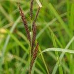 Attēlu rezultāti vaicājumam “Carex acuta leaf”