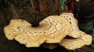 Attēlu rezultāti vaicājumam “Polyporus squamosus”