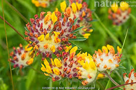 Image result for Anthyllis vulneraria