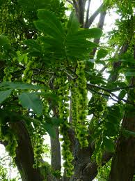 Attēlu rezultāti vaicājumam “Pterocarya fraxinifolia male flower”
