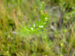 Attēlu rezultāti vaicājumam “Galium aparine leaf”