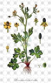 Attēlu rezultāti vaicājumam “Ranunculus sceleratus fruit”