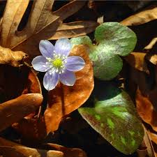 Attēlu rezultāti vaicājumam “Hepatica nobilis fruit”