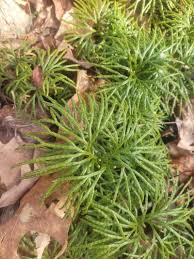 Attēlu rezultāti vaicājumam “Diphasium complanatum”