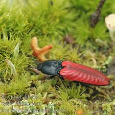 Attēlu rezultāti vaicājumam “Ampedus sanguineus”