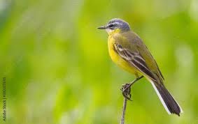 Attēlu rezultāti vaicājumam “Motacilla flava flava”