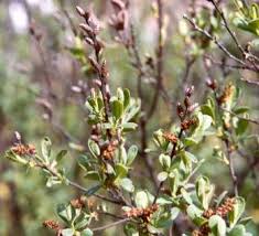Attēlu rezultāti vaicājumam “Myrica gale fruit”