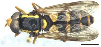 Attēlu rezultāti vaicājumam “Xanthogramma sp. male”