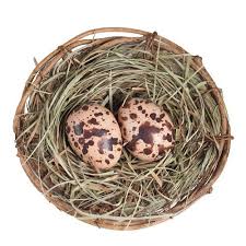 Attēlu rezultāti vaicājumam “nest”